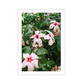 Lana Landscape Print One-of-One No. 1 Kamalia Studio