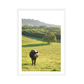 Cows Wall Art Print Kamalia Studio