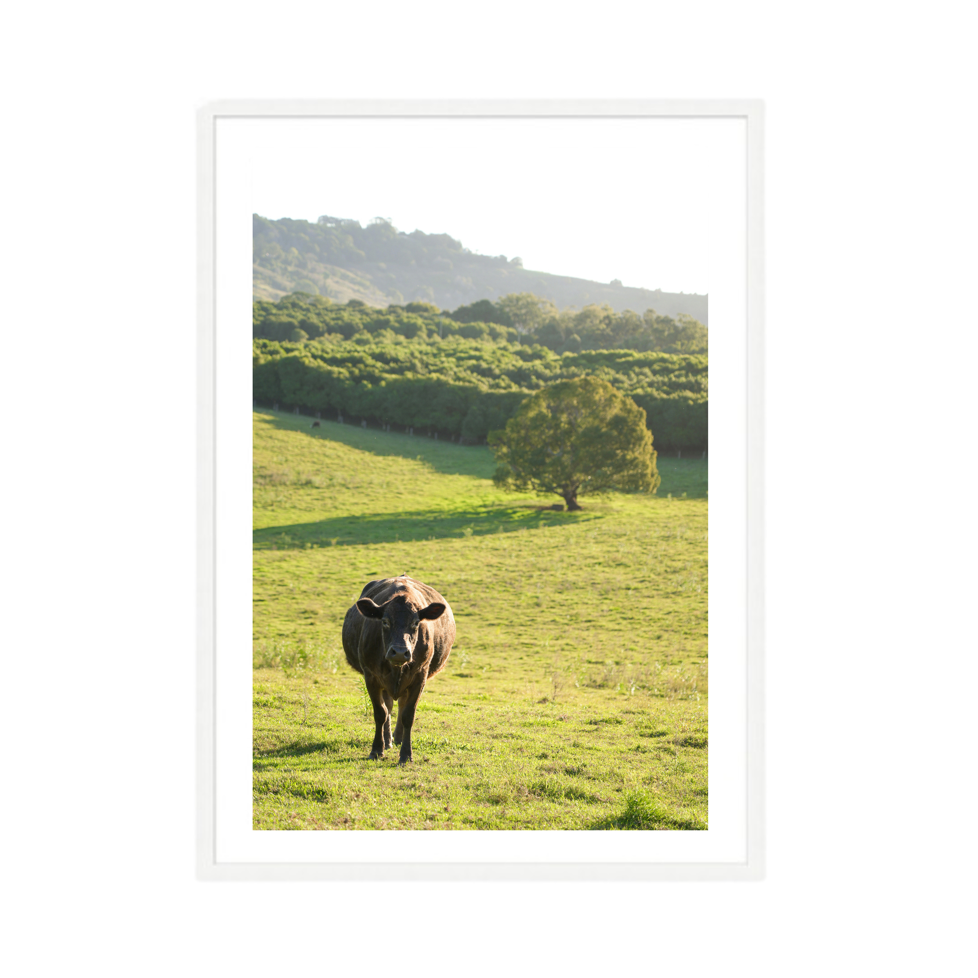 Cows Wall Art Print Kamalia Studio