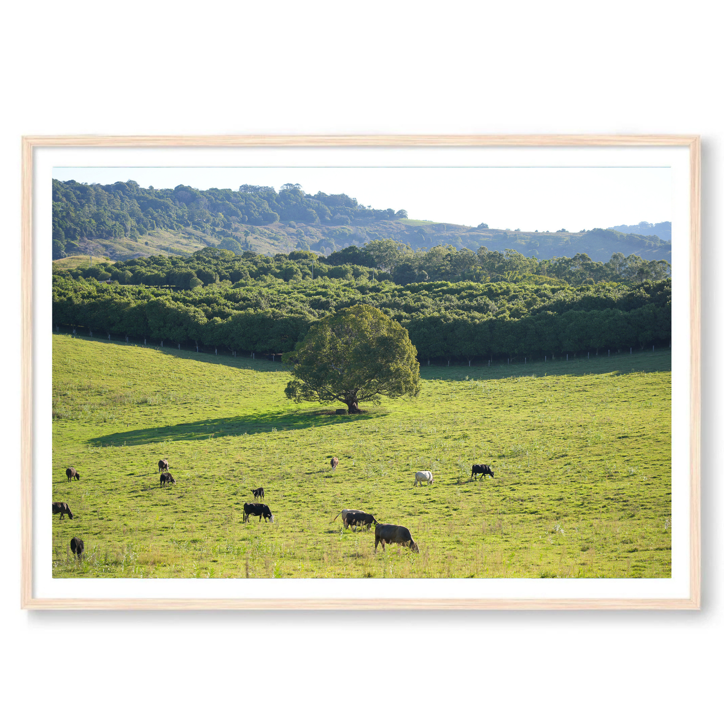 Cows Wall Art Print Landscape Kamalia Studio
