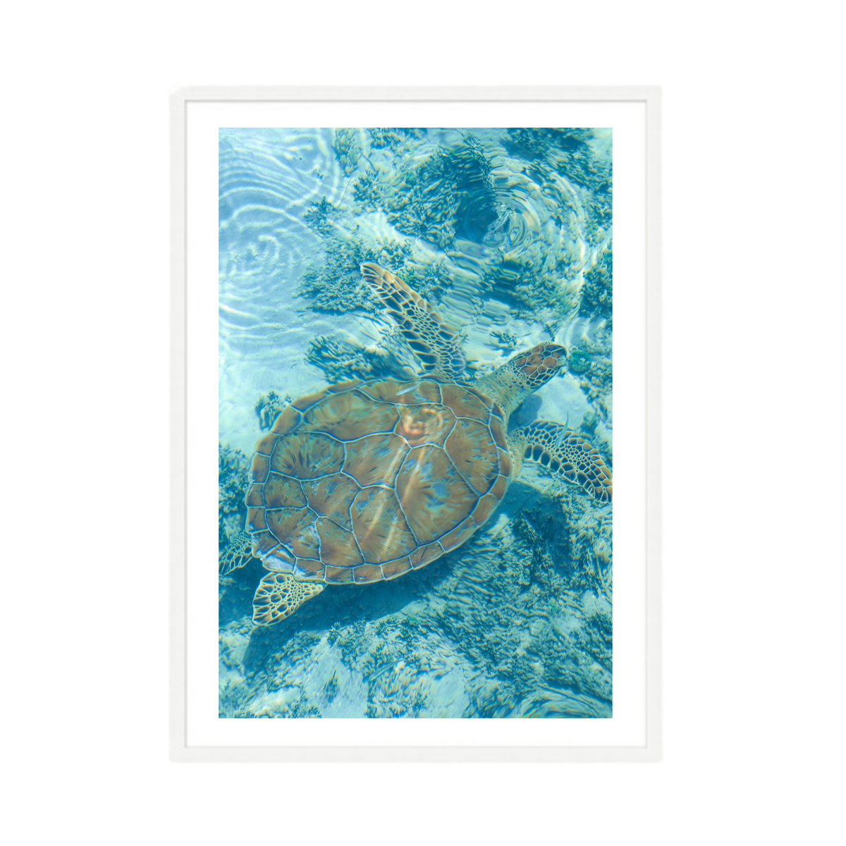 Turtle Wall Art Print