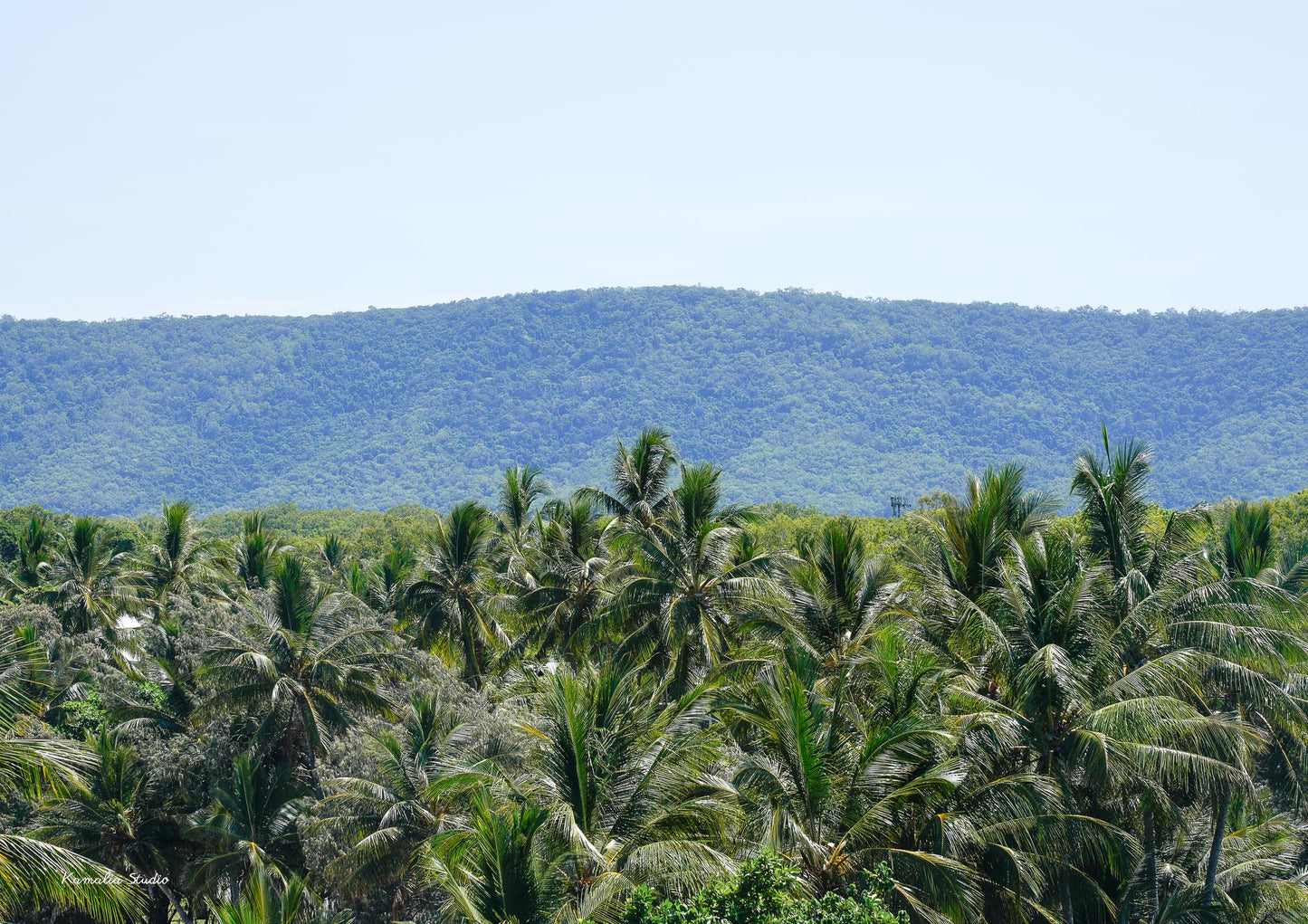 The Palms Landscape Wall Art Print