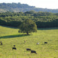 Cows Wall Art Print Landscape Kamalia Studio