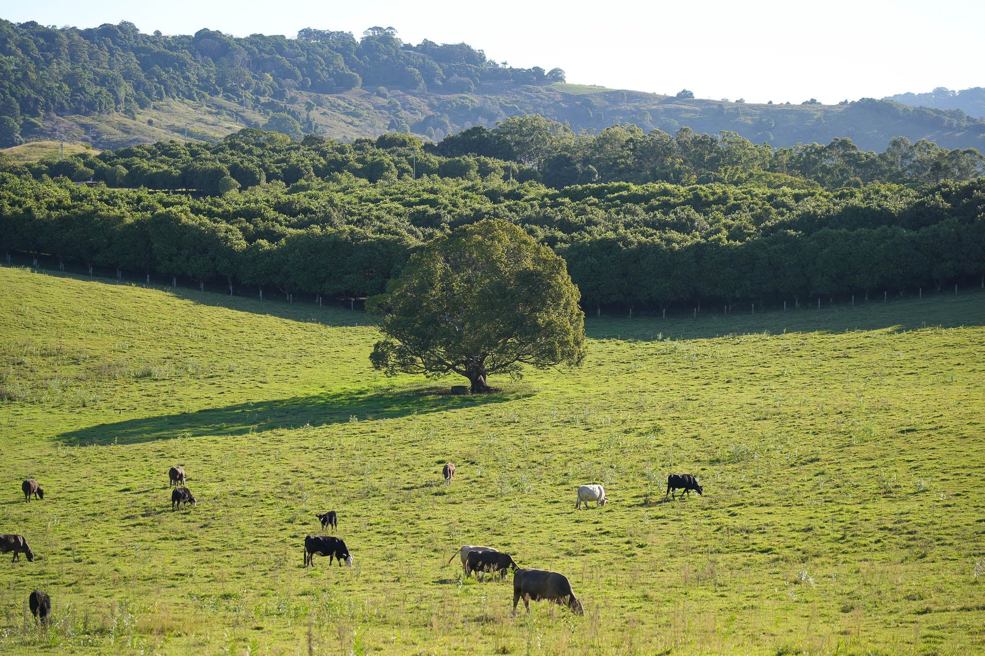 Cows Wall Art Print Landscape Kamalia Studio