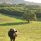 Cows Wall Art Print Kamalia Studio