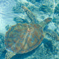 Turtle Wall Art Print