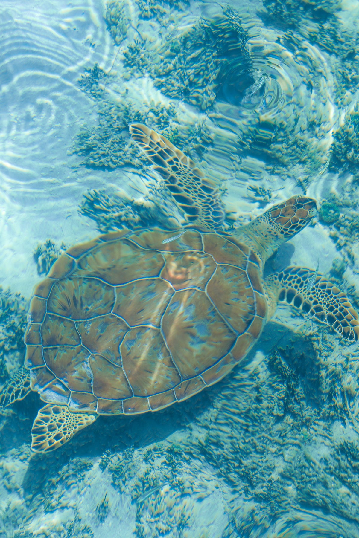 Turtle Wall Art Print